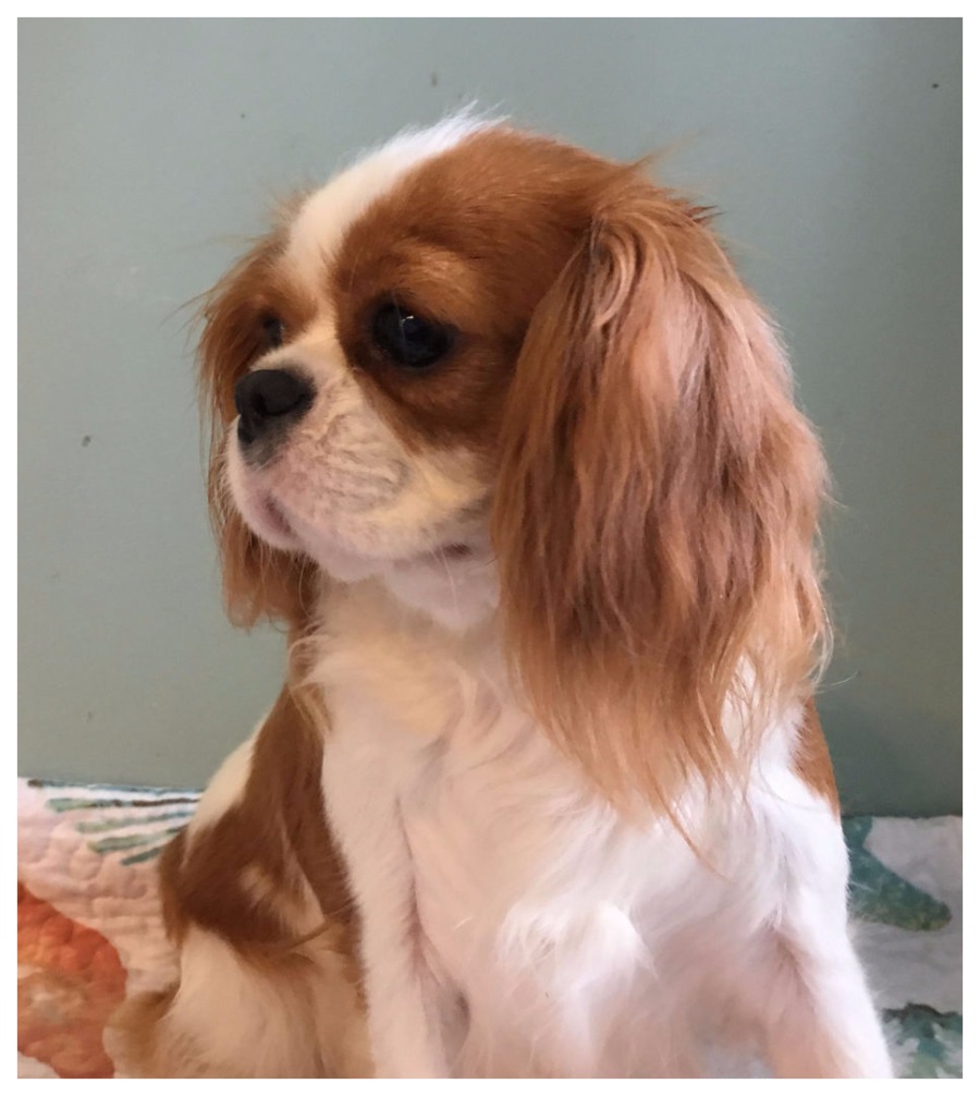 king charles for sale near me